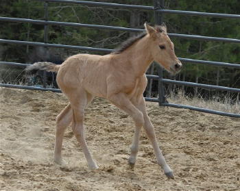 Poco Filly